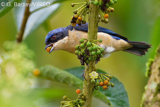 Fawn-breasted Tanager b57-18-195.jpg